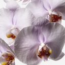 Amaranth Pink Phalaenopsis Cut Orchid