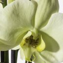 Buttermilk Phalaenopsis Cut Orchid