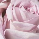 Powder Pink Rose, Flowers, Certified B Corp
