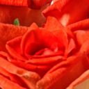 Orange Naranga Rose 