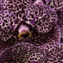 Royal Purple Vanda Cut Orchid