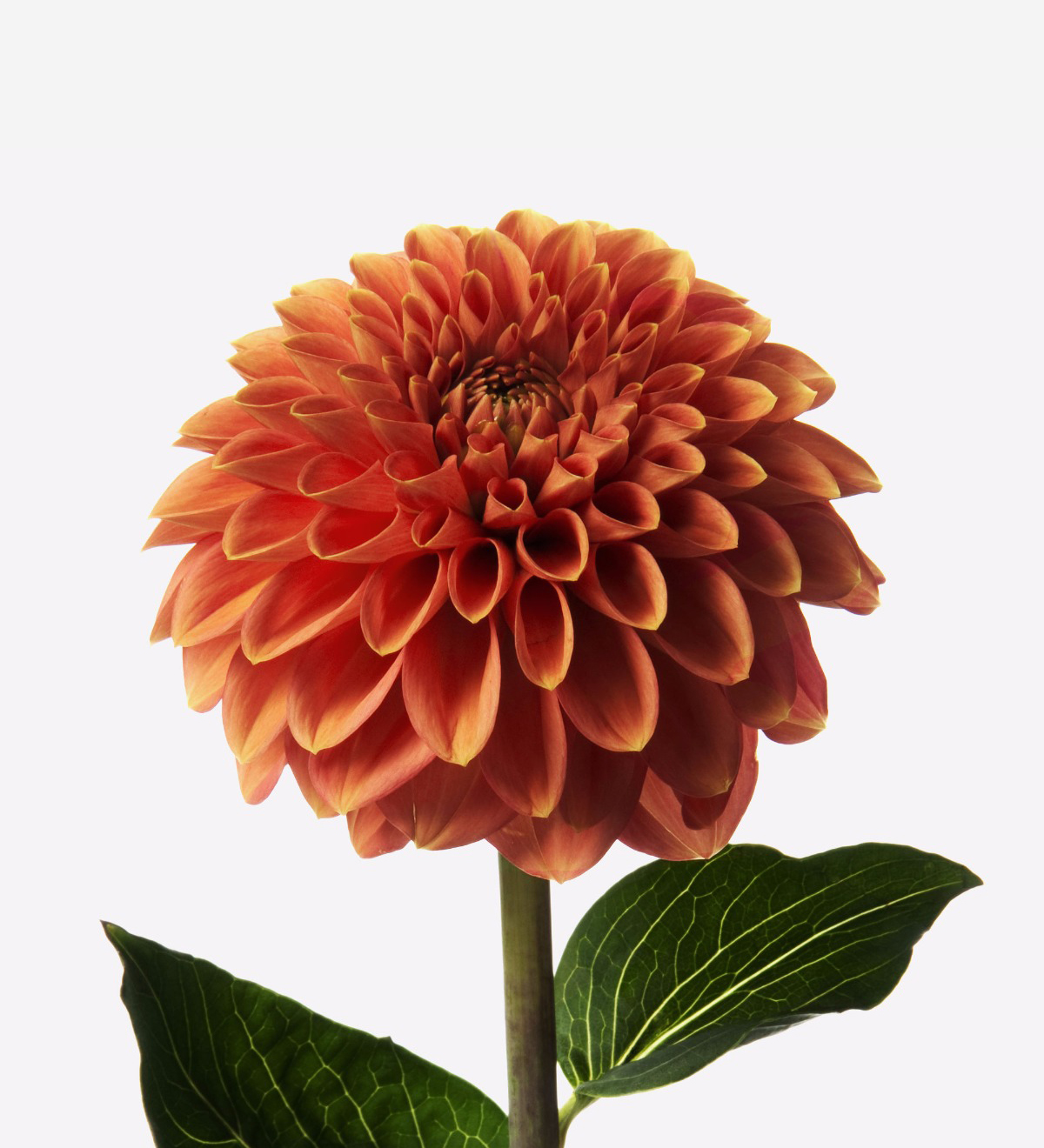 duda he equivocado ceja Luxury Burnt Orange Dahlias Delivery | Send Luxury Flower Bouquet |  FLOWERBX UK