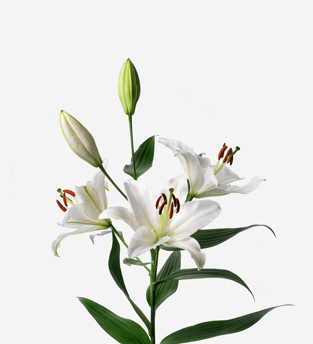 Cloud Nine Long-Stem Deluxe Lily | Flowers | Certified B Corp | FLOWERBX US