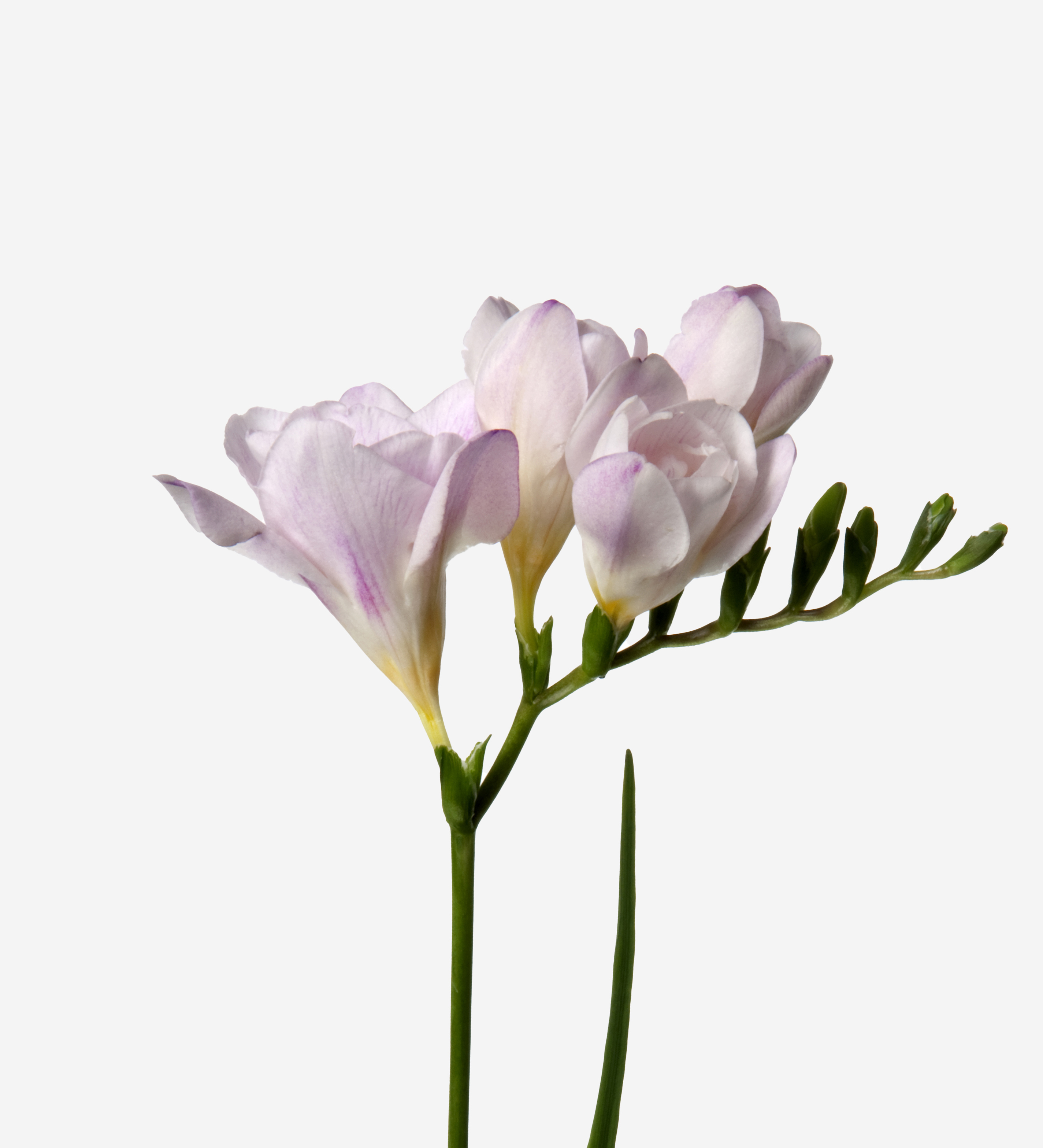 Pink Kiss Freesia | Pink Freesia Flowers Bouquet | FLOWERBX