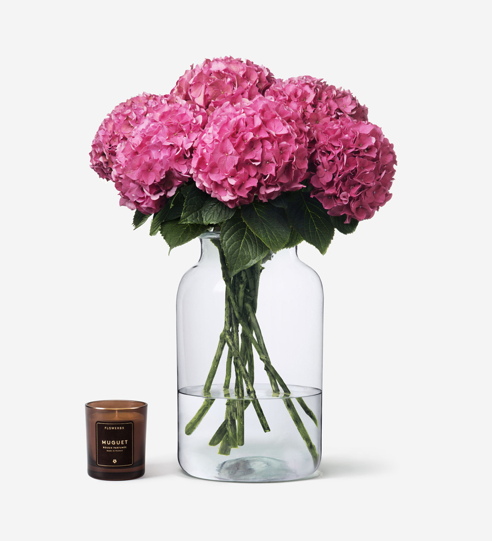 Image of Vase of cut crush hydrangea flowers