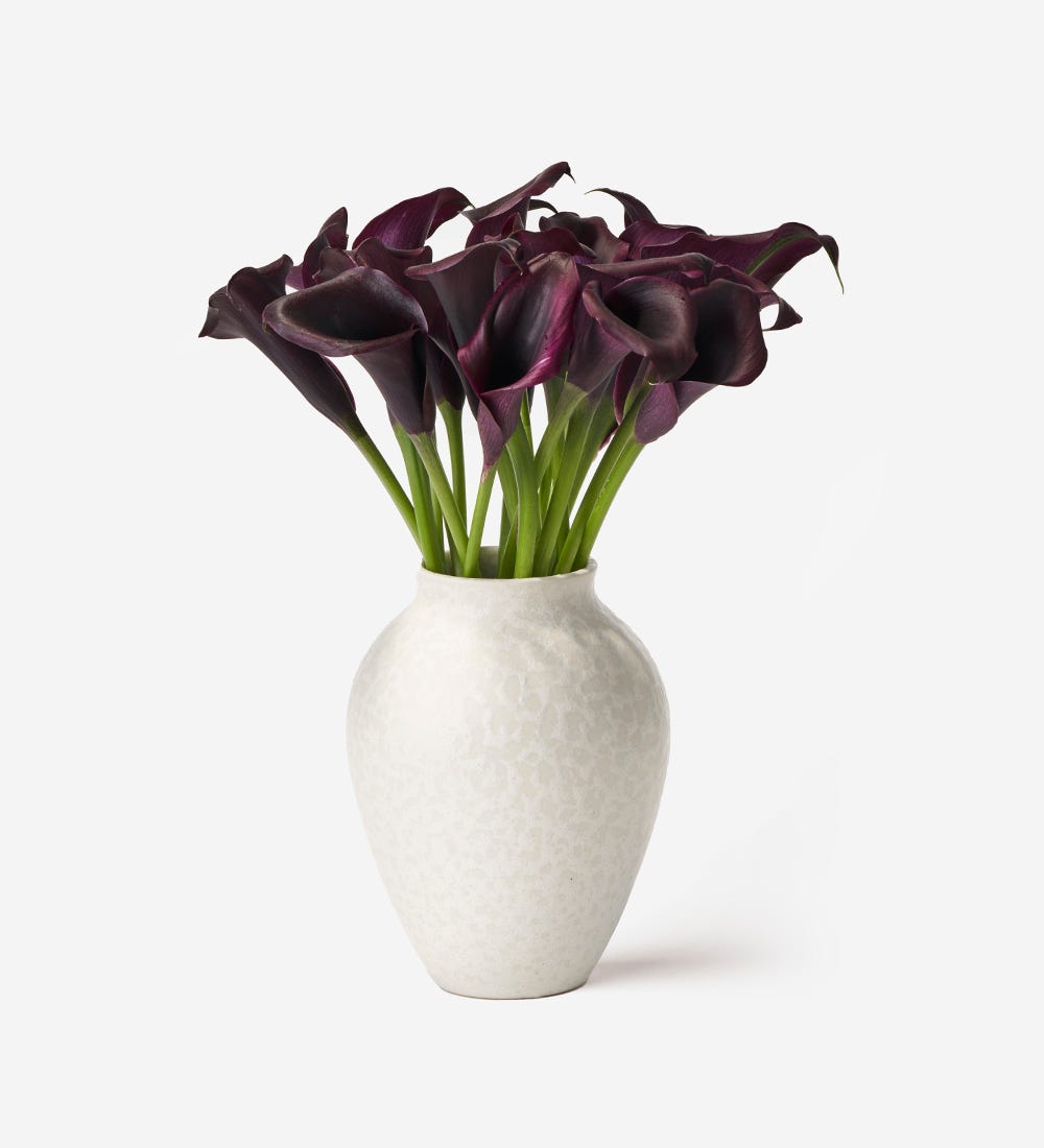 Midnight Calla Lily