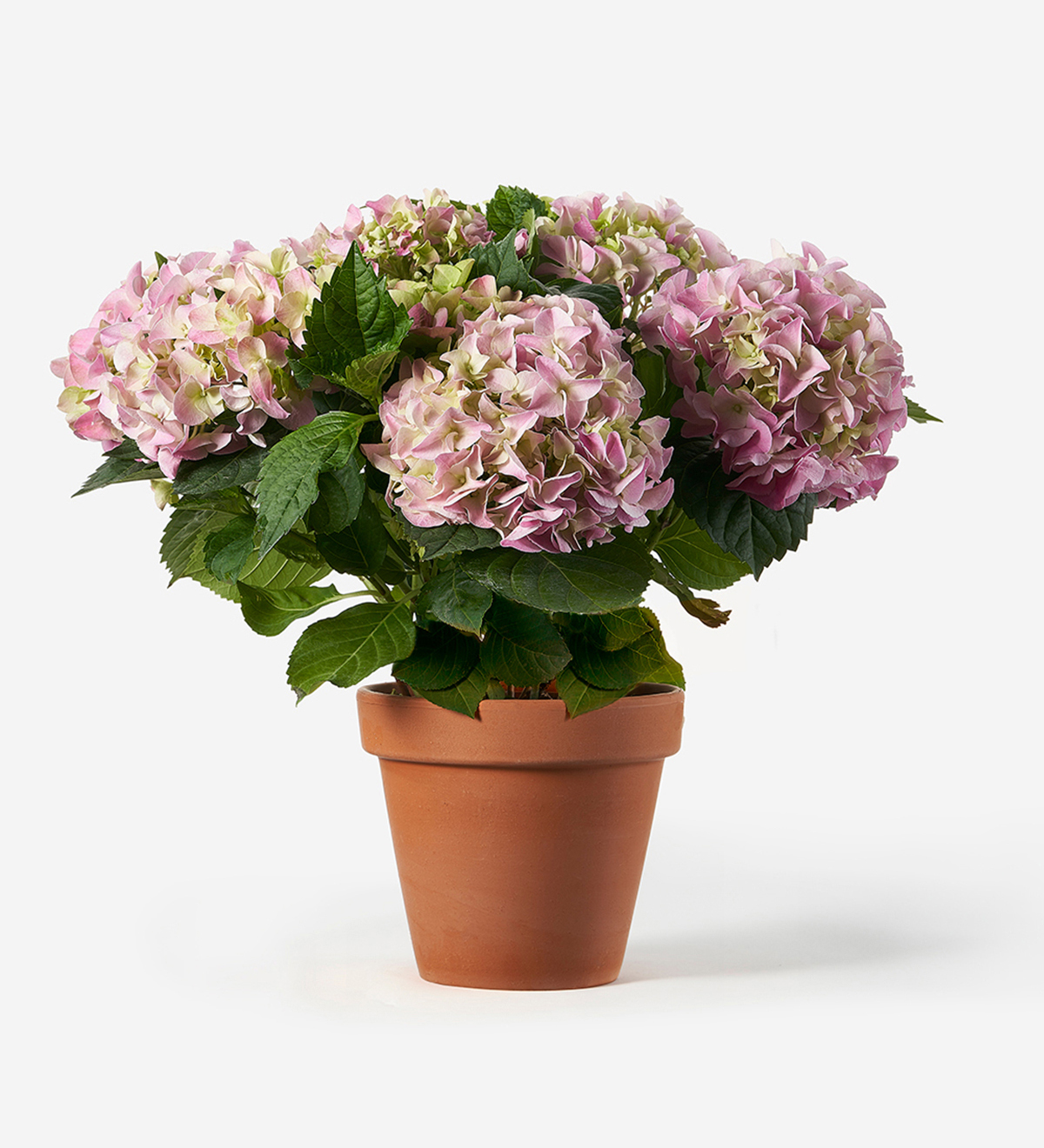 Image of Hydrangea brestenburg flower in terracotta pot