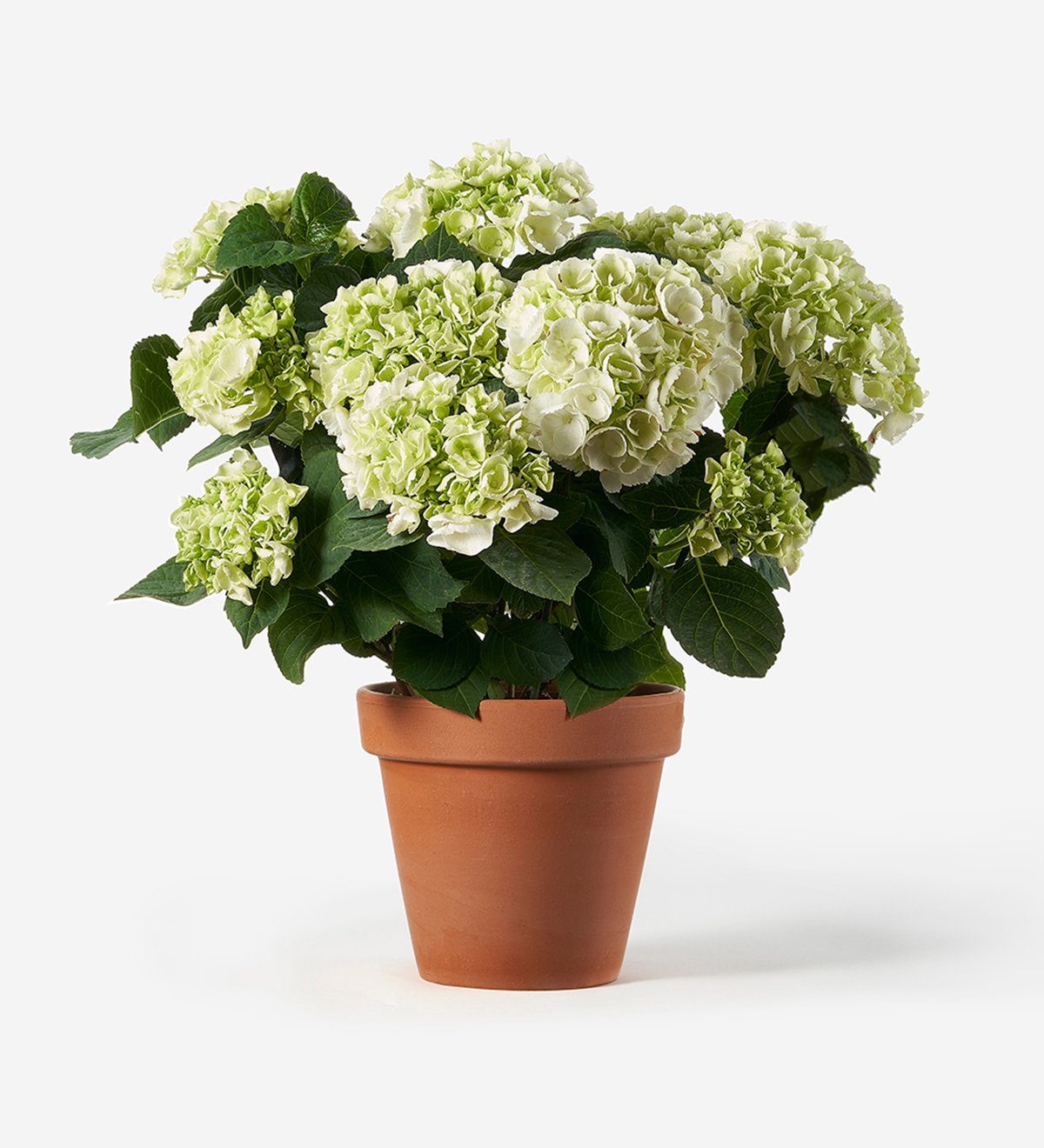 Image of Cheap white hydrangea plant in a pot