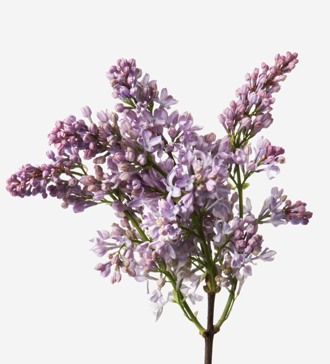 Lilac Lilac  FLOWERBX US
