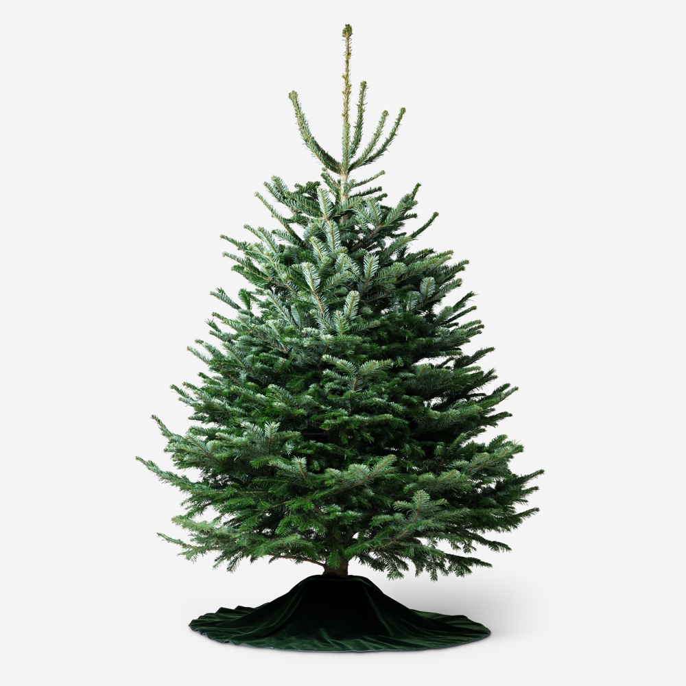 Traditional Fir Christmas Tree