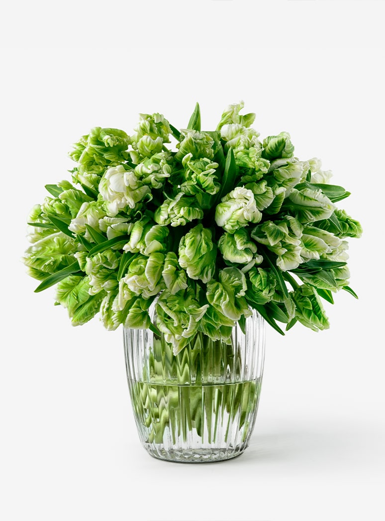 green parrot tulip stems in a vase