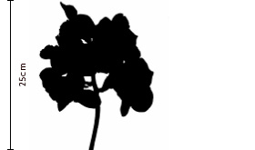 Amethyst Vanda Cut Orchid | FLOWERBX