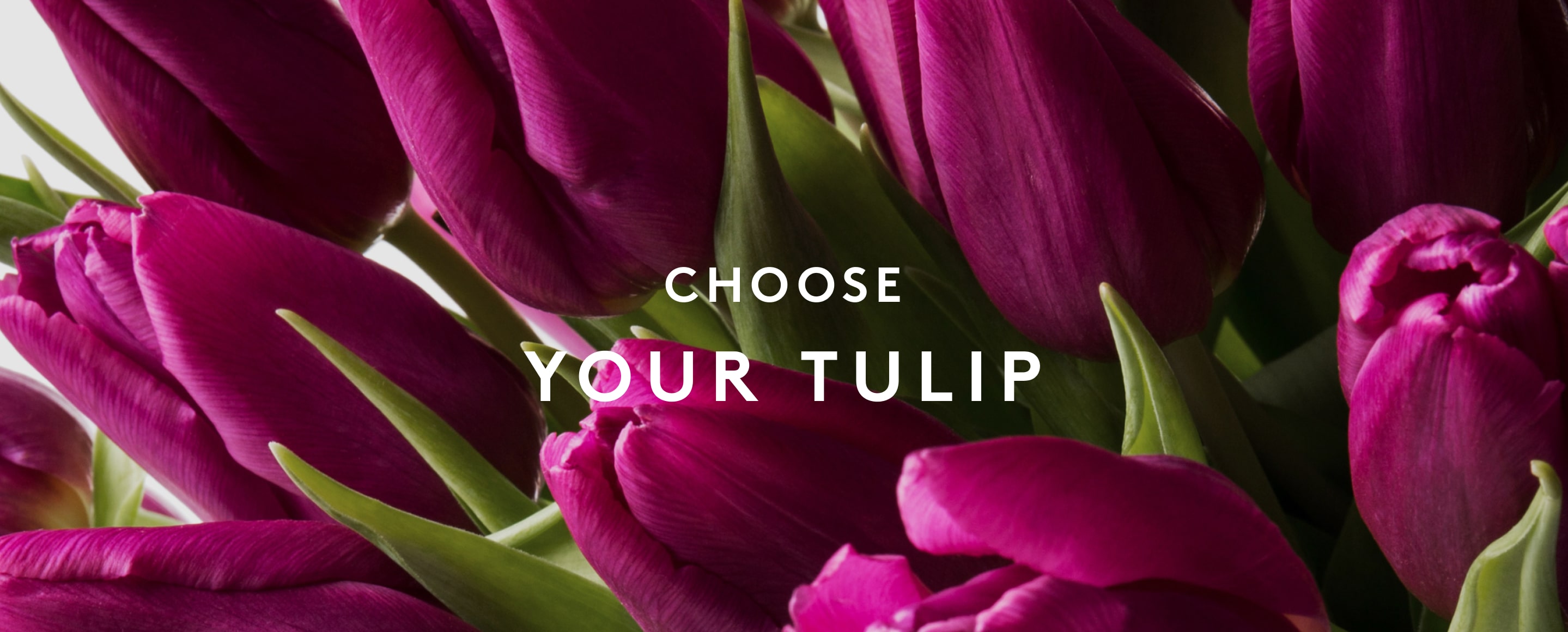 Choose your tulips
