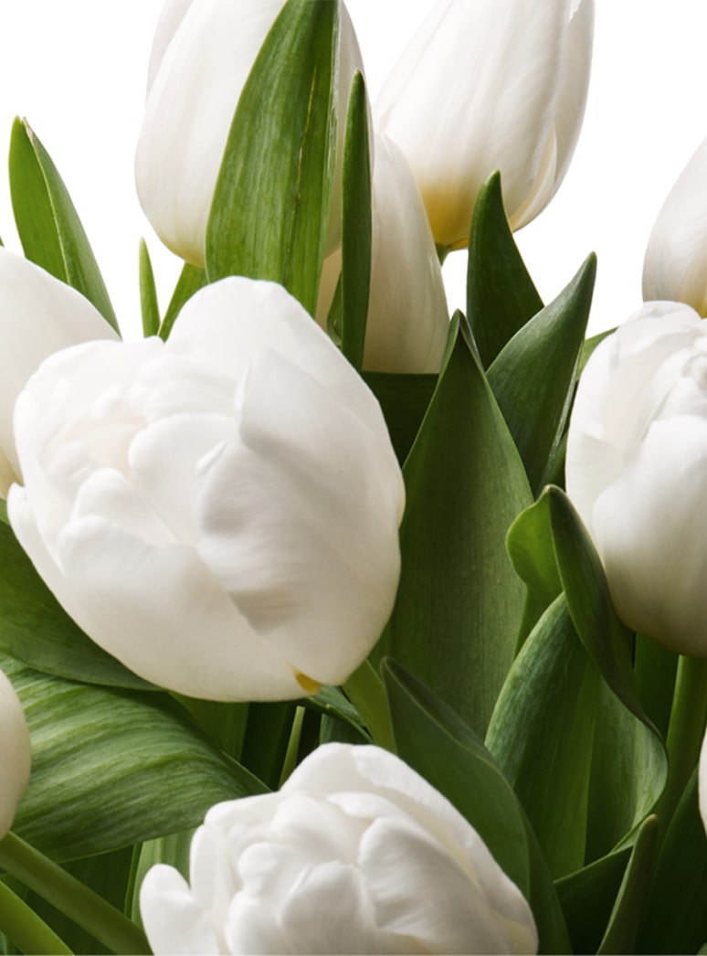 white dutch tulip stems close up