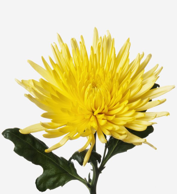 Yellow Chrysanthemumr Flower