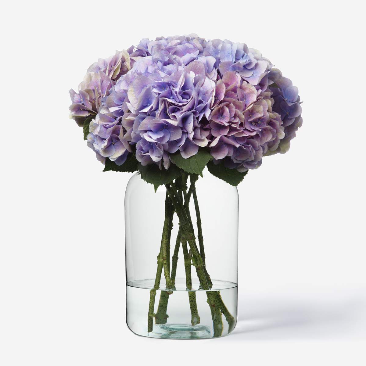 Image of Blush hydrangea in a vase