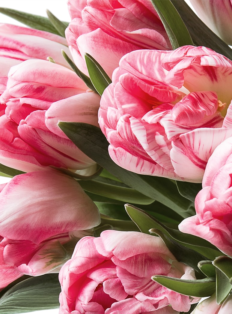 pink double tulip stem close up