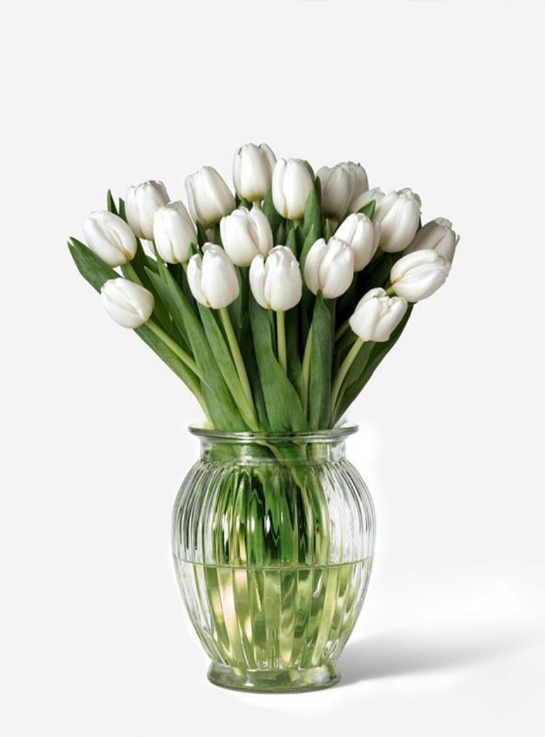 white dutch tulip stems in a vase