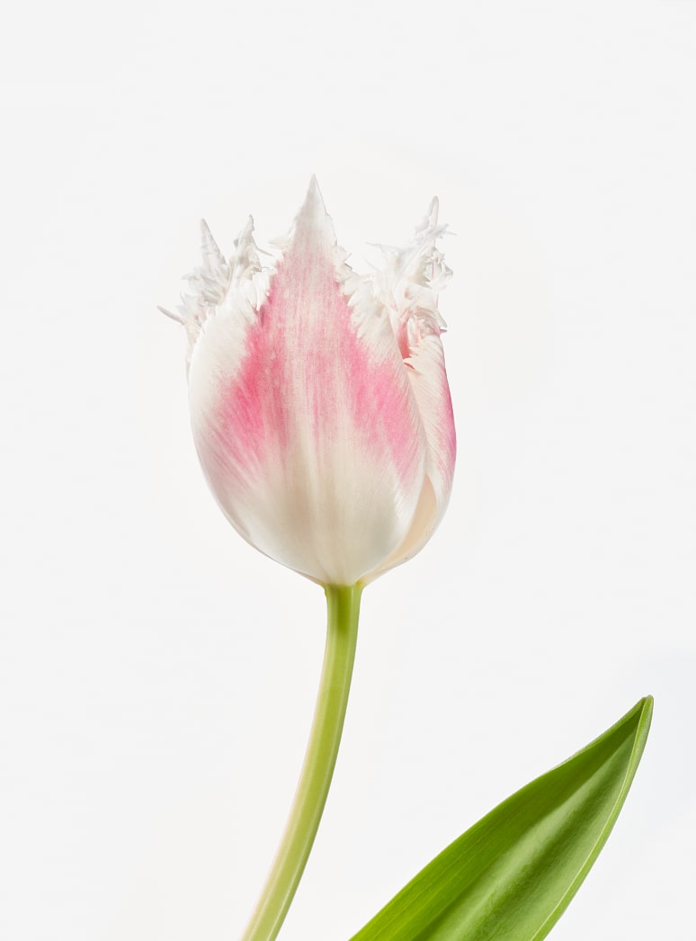 pink fringe tulip stem