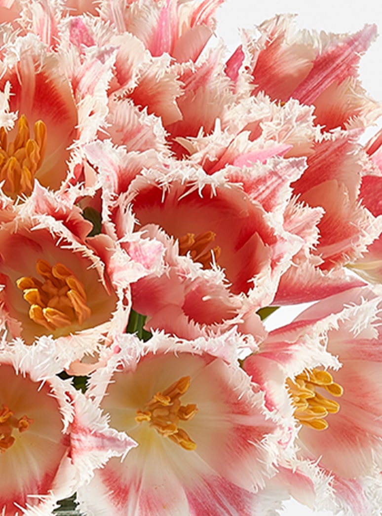 pink fringe tulip stems close up
