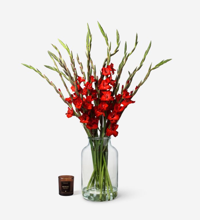 Red Gladioli in a glass vase
