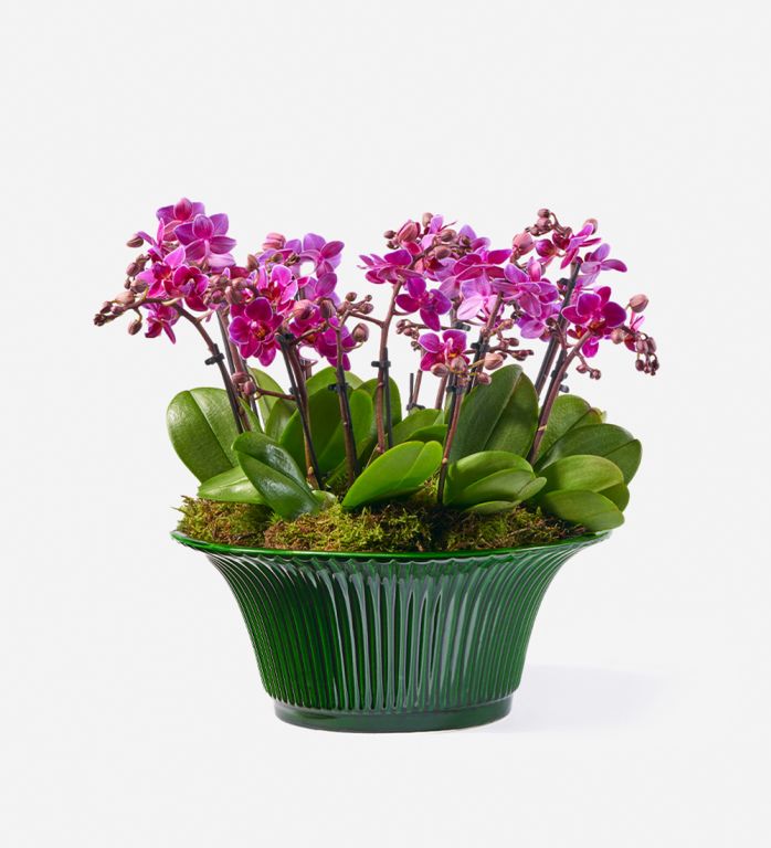 Purple Orchids in a pot