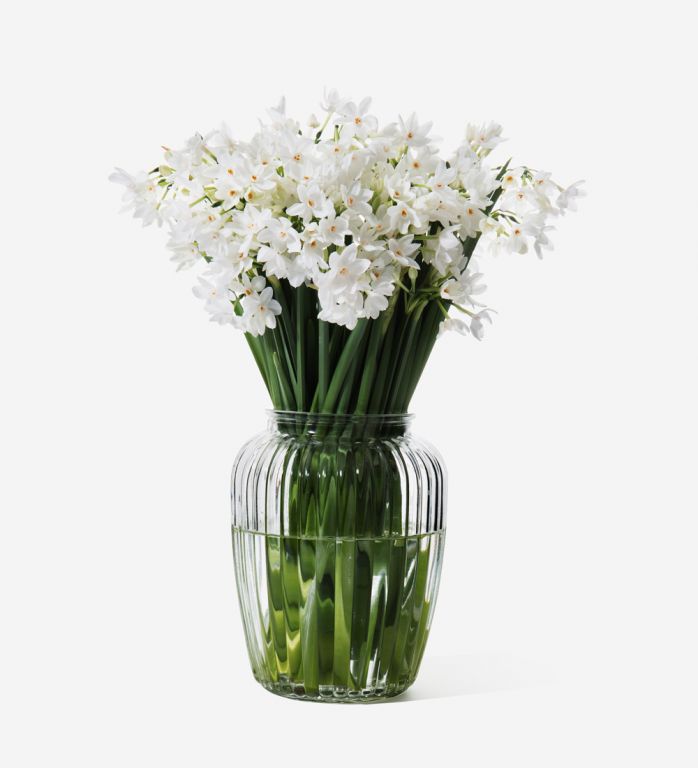 White Narcissus in a glass vase