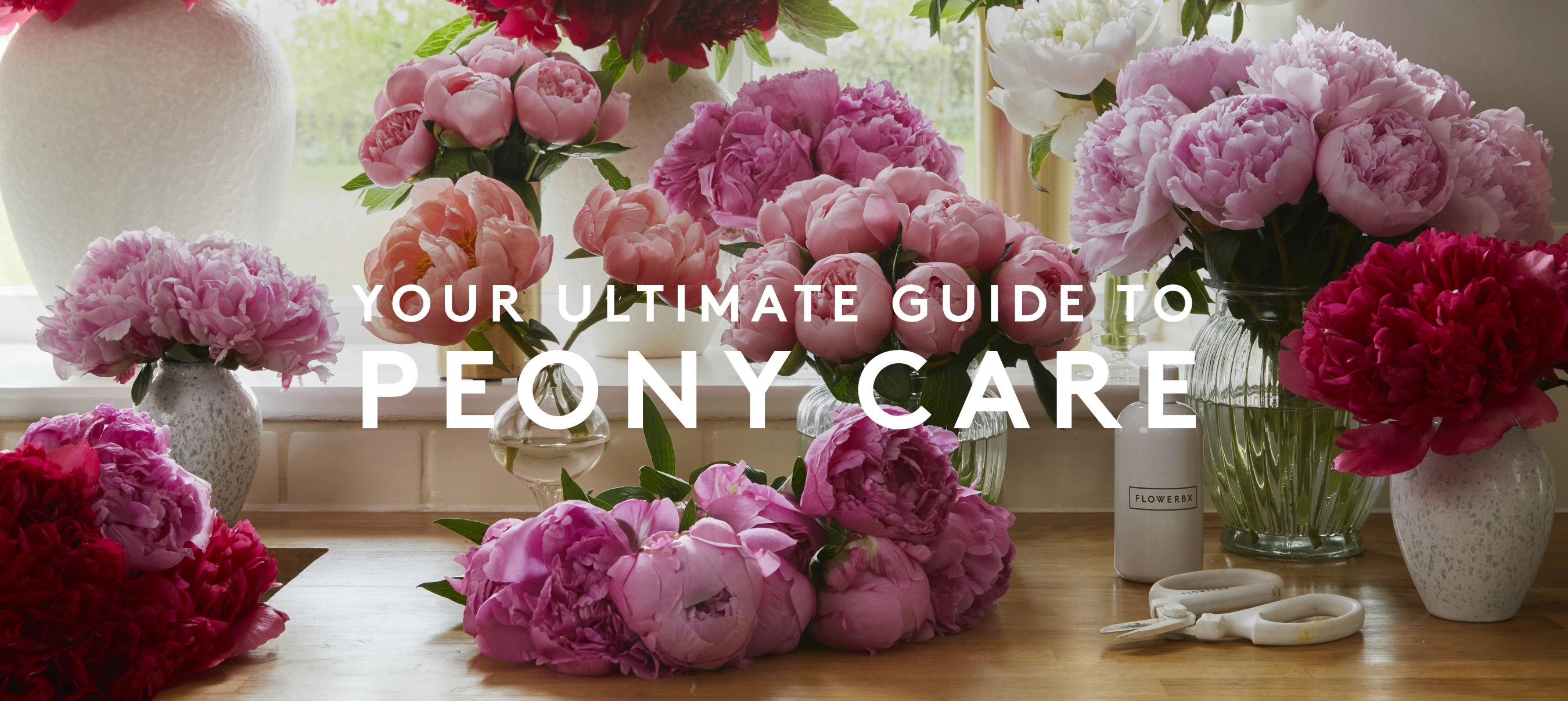 your ultimate guide to peony care
