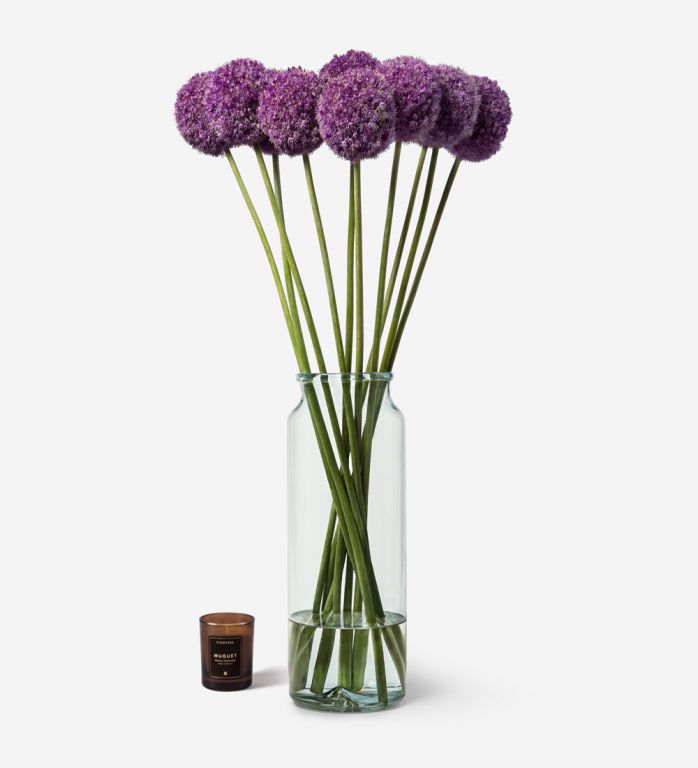 Purple Alliums