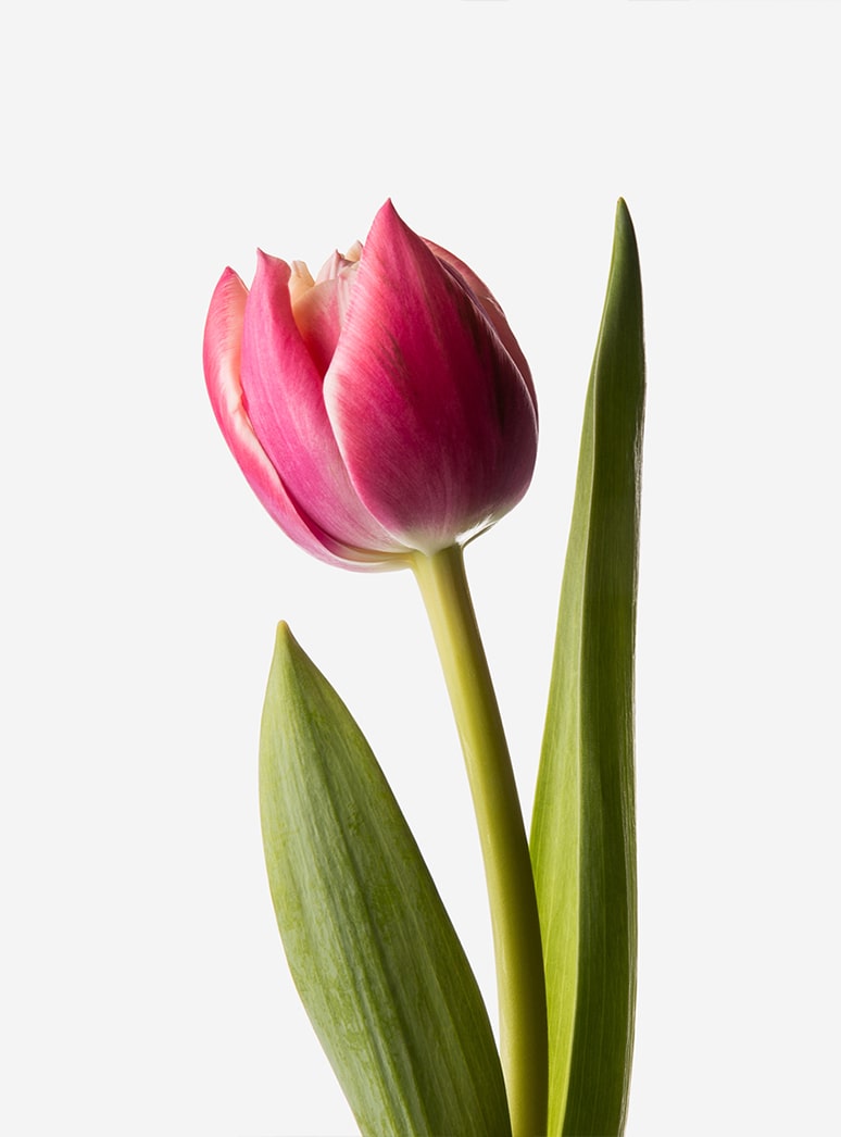 pink double tulip stem