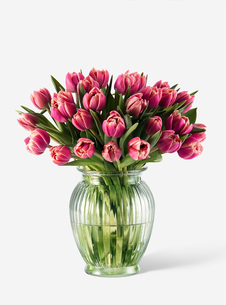 pink double tulips in a vase