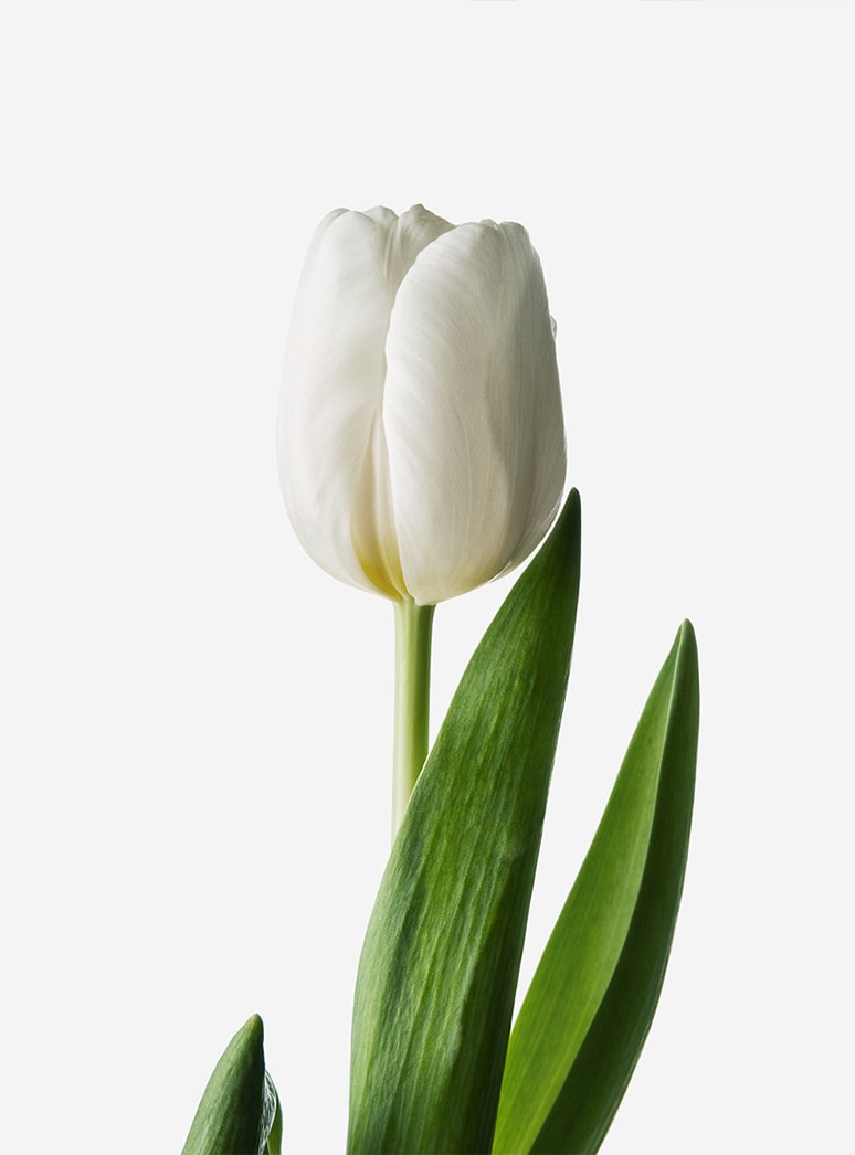 white dutch tulip stem