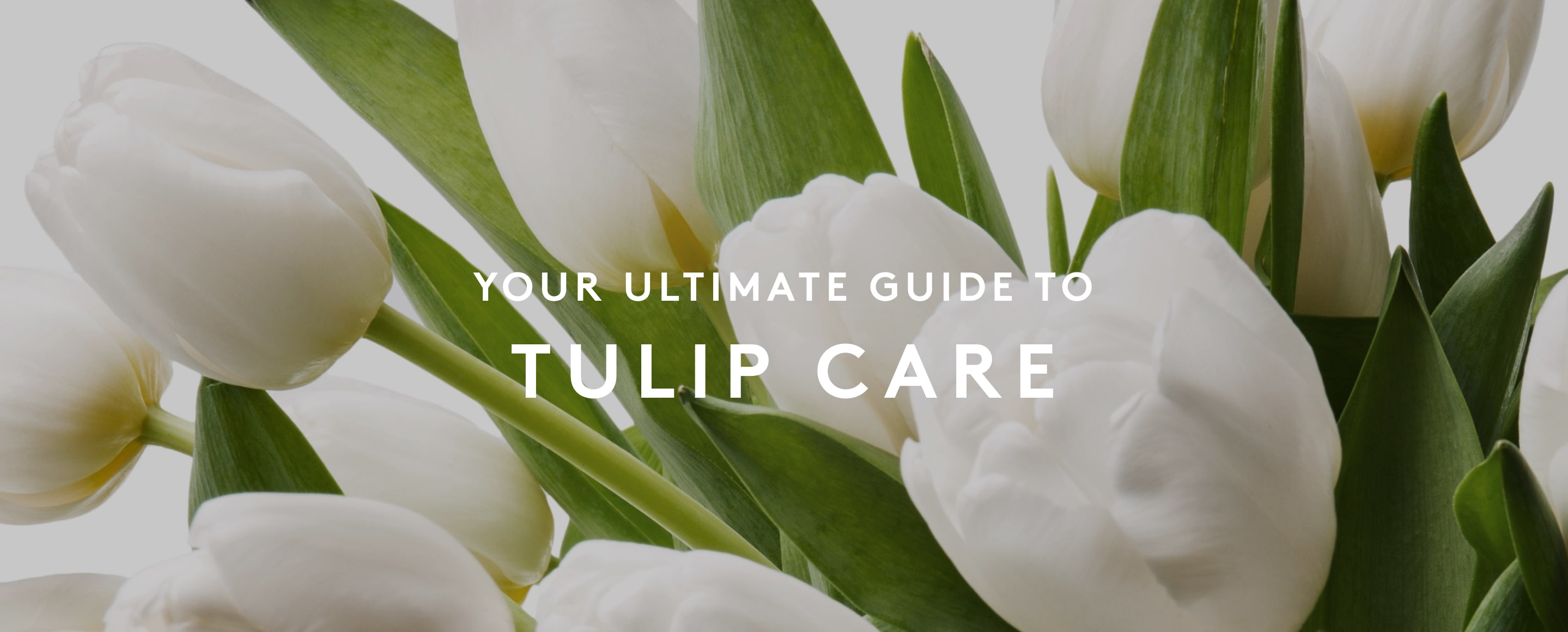 Your ultimate guide to tulip care
